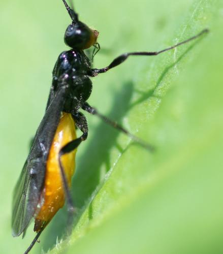 Réf. 344 386 : Atanycolus denigrator