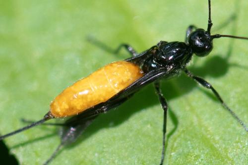 Réf. 344 387 : Atanycolus denigrator
