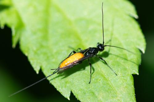 Atanycolus denigrator