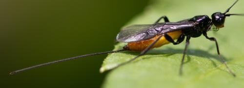 Atanycolus denigrator