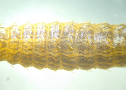 Chloromyia formosa