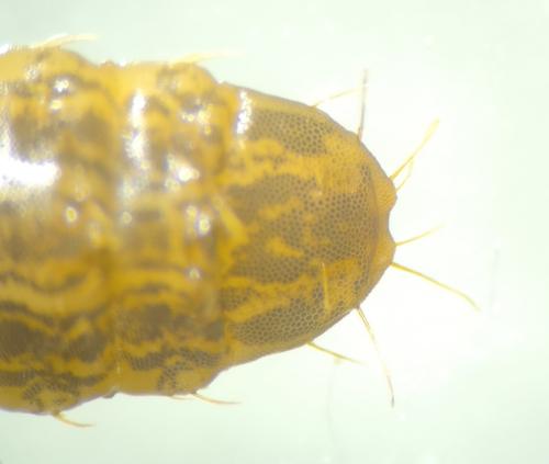 Chloromyia formosa