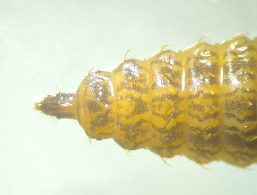 Réf. 344 050 : Chloromyia formosa