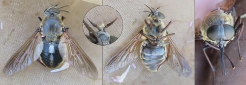 Pangonius haustellatus