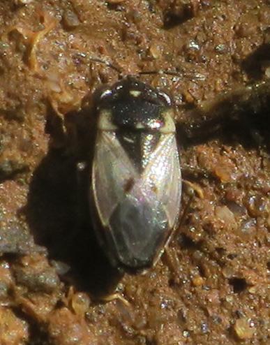 Réf. 344 744 : Geocoris pallidipennis