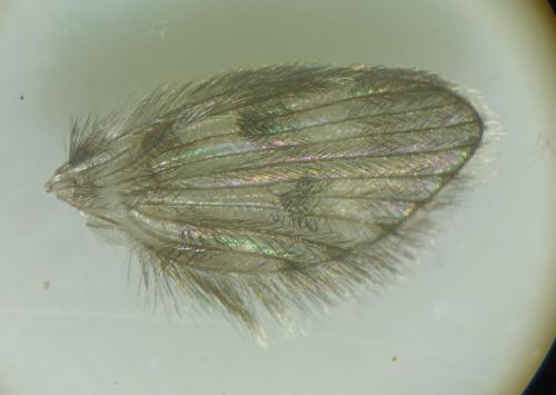 Pneumia sp.
