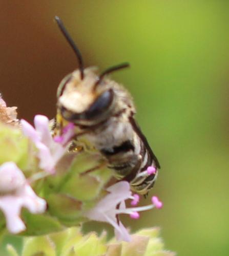 Réf. 344 702 : Coelioxys sp.