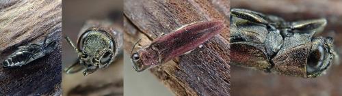 Réf. 344 700 : Agrilus sinuatus