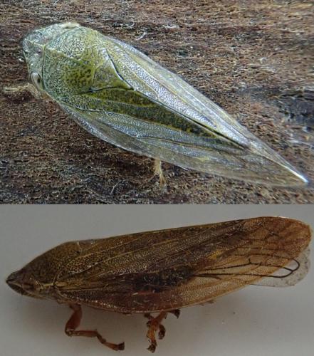 Aphrophora salicina