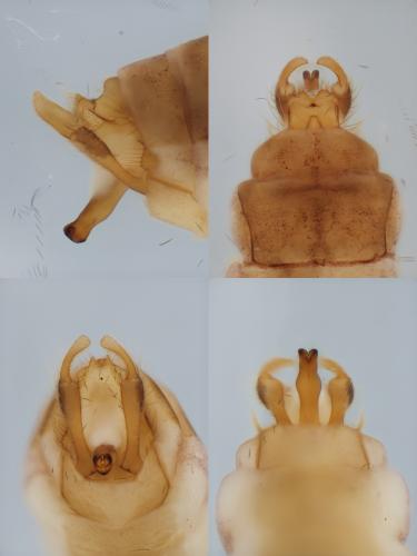 Réf. 344 766 : Hydropsyche exocellata