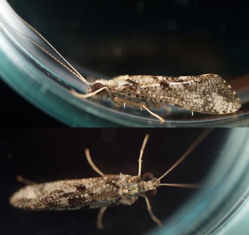 Réf. 344 764 : Hydropsyche exocellata