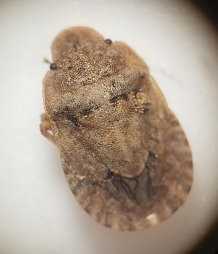 Réf. 344 163 : Sciocoris microphthalmus