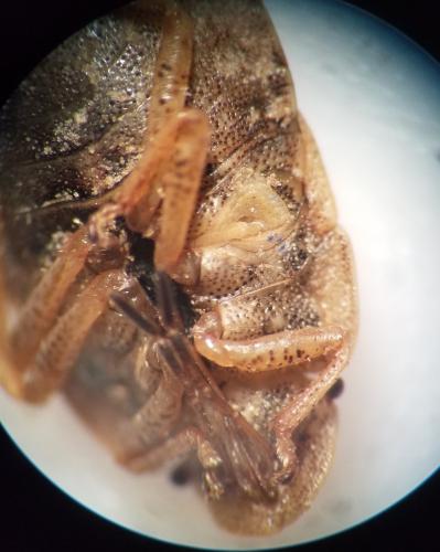 Réf. 344 166 : Sciocoris microphthalmus
