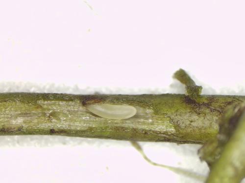 Ilyocoris cimicoides
