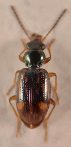 Réf. 344 228 : Bembidion octomaculatum