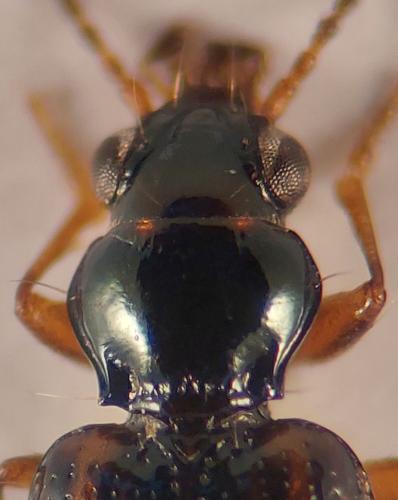 Réf. 344 229 : Bembidion octomaculatum