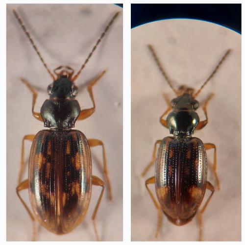 Bembidion divers