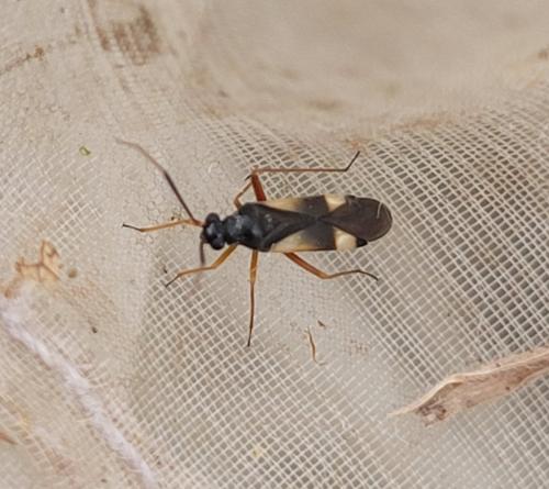 Globiceps sp.