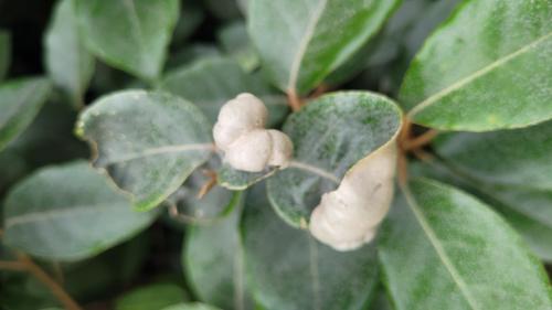 Aceria angustifoliae