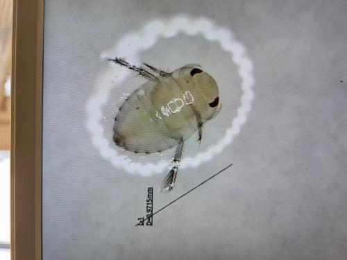 Ilyocoris cimicoides