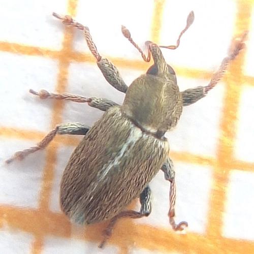 Tychius meliloti