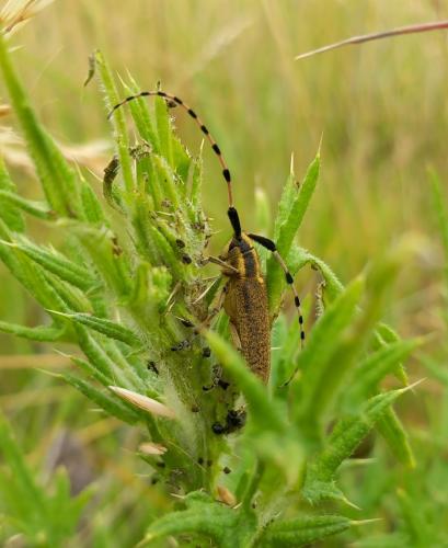 Agapanthia dahli