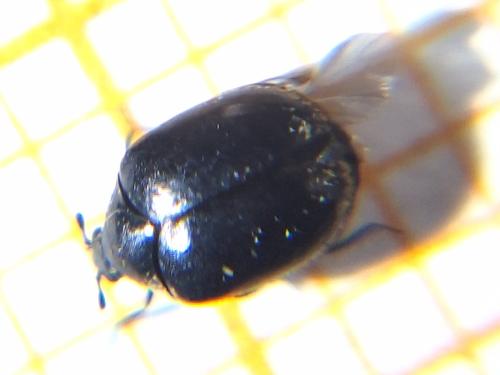Anthrenus sp.