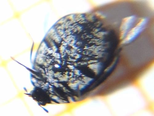 Anthrenus sp.