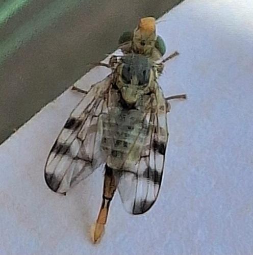 Terellia ruficauda