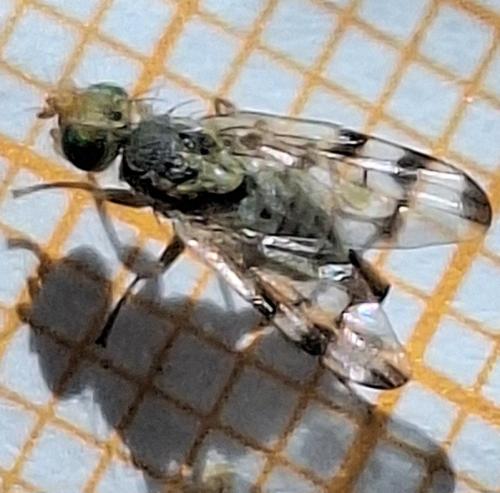 Terellia ruficauda