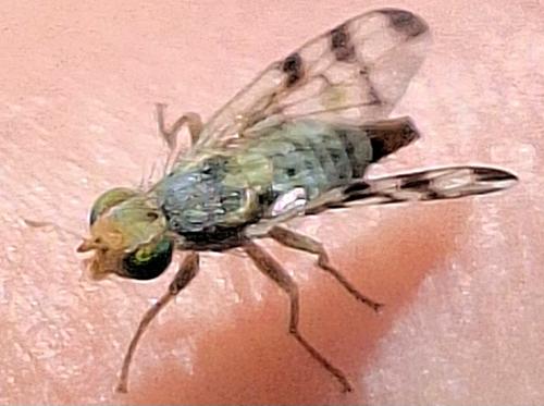 Terellia ruficauda