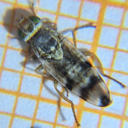 Terellia ruficauda