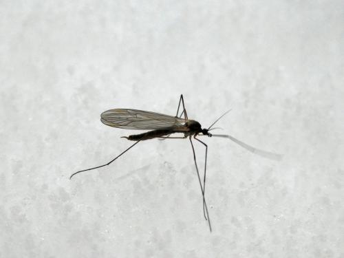 Trichocera saltator