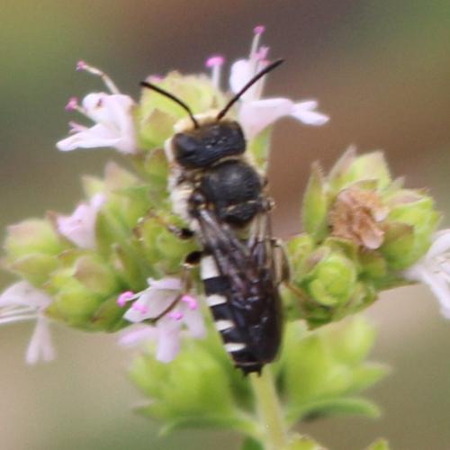 Réf. 344 759 : Coelioxys sp.