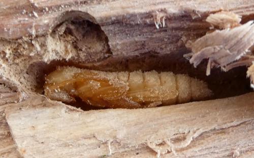 Réf. 344 569 : Isotomus speciosus barbarae