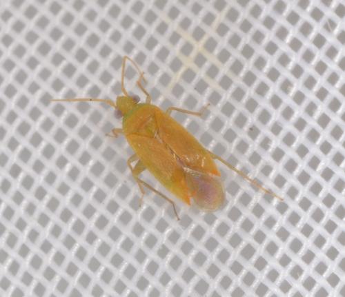 Orthotylus oenderi