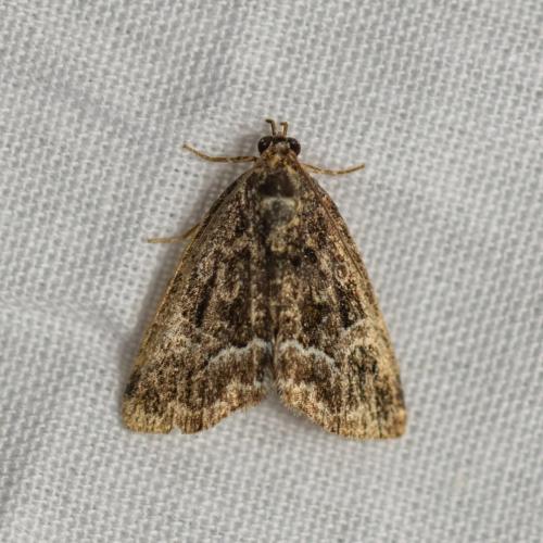 Réf. 344 135 : Deltote pygarga
