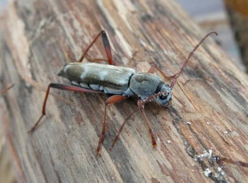 Isotomus speciosus barbarae