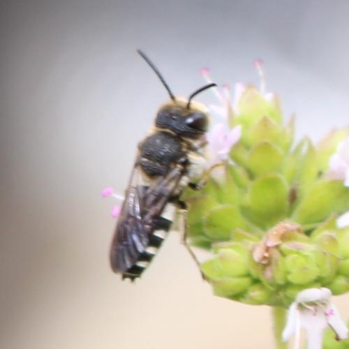 Coelioxys sp.