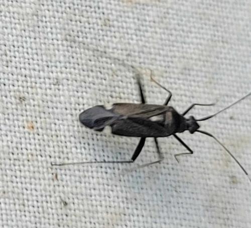 Closterotomus ventralis
