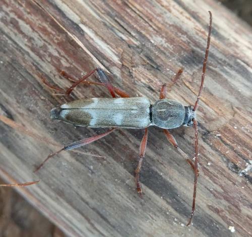 Isotomus speciosus barbarae