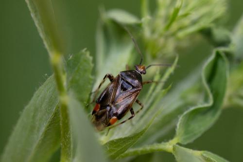 Réf. 344 184 : Deraeocoris flavilinea