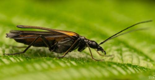 Oedemera pthysica