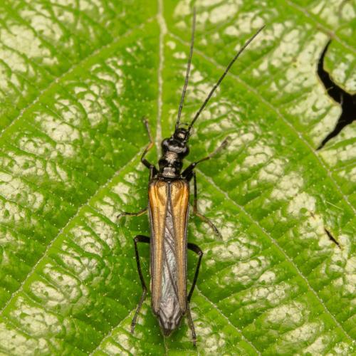 Oedemera pthysica