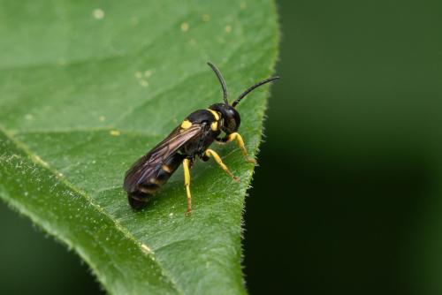 Hylaeus pictus