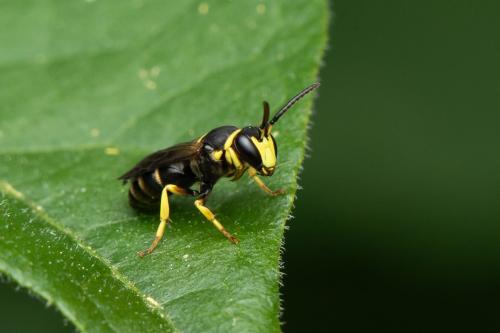 Réf. 344 429 : Hylaeus pictus