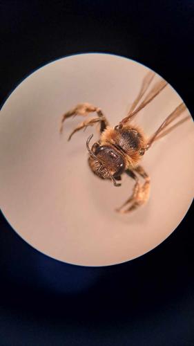 Lasioglossum laevigatum
