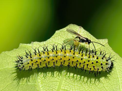 Réf. 344 923 : Periclista lineolata