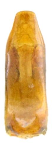 Réf. 344 811 : Coelositona puberulus