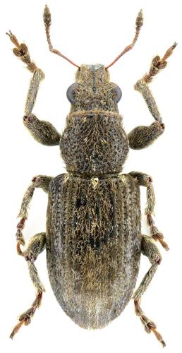 Réf. 344 761 : Coelositona puberulus